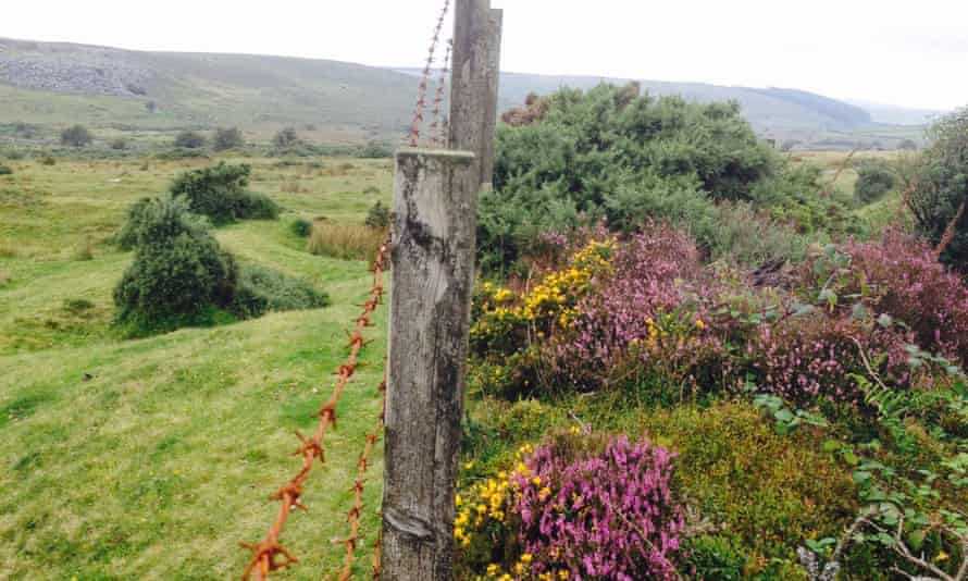 A variety of colourful heather and gorse grow to the right of a fence. The grass is closely cropped on the other side