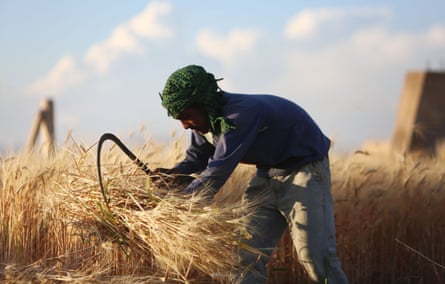 A Syrian man harvests wheat in a field