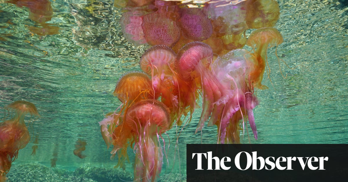 Los centros turísticos de la Costa Brava española luchan contra la invasión de medusas mientras los mares se calientan | España Los centros turísticos de la Costa Brava española luchan contra la invasión de medusas mientras los mares se calientan | España