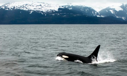 Wild orca photos, showing the environment they live in naturally as opposed to the small, barren pools at Sea World