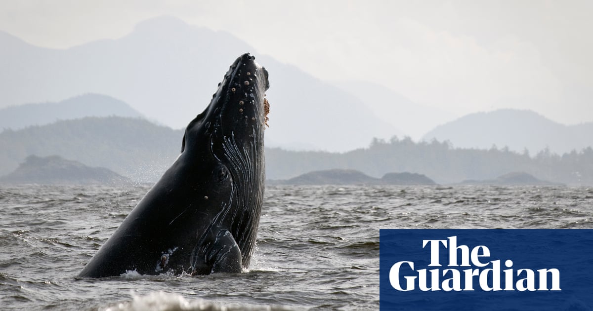 Rescuers free humpback whale ‘hog-tied’ to 300lb crab pot in Alaska