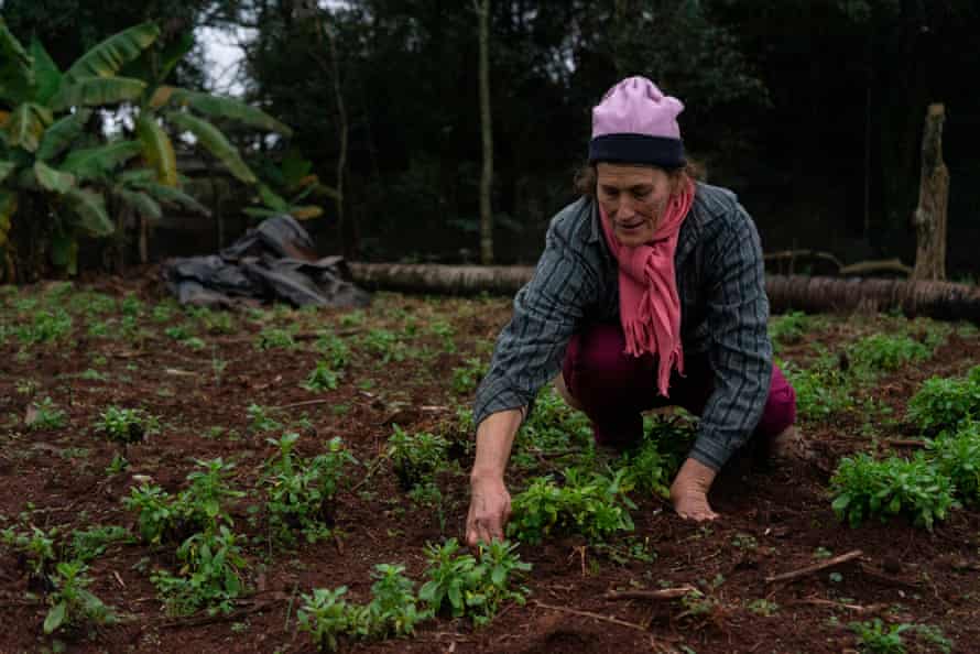 Zulma Chavez, a member of the Onondive women's committee, used a large part of her vegetable garden to cultivate cedron Paraguay and sell her harvest to Onoiru.