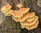Plump Fungus Thrives Amidst Drought in Weardale