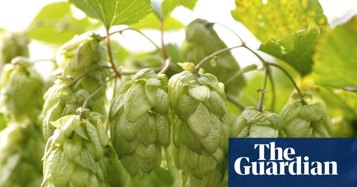Create your own beer garden hops are easy to grow and will keep you in tasty ale