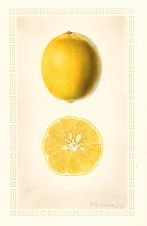 Watercolour from An Illustrated Catalogue of American Fruits and Nuts, published by Atelier Editions.