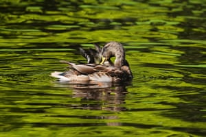 A duck surfaces on a channel at a city park in Riga, Latvia