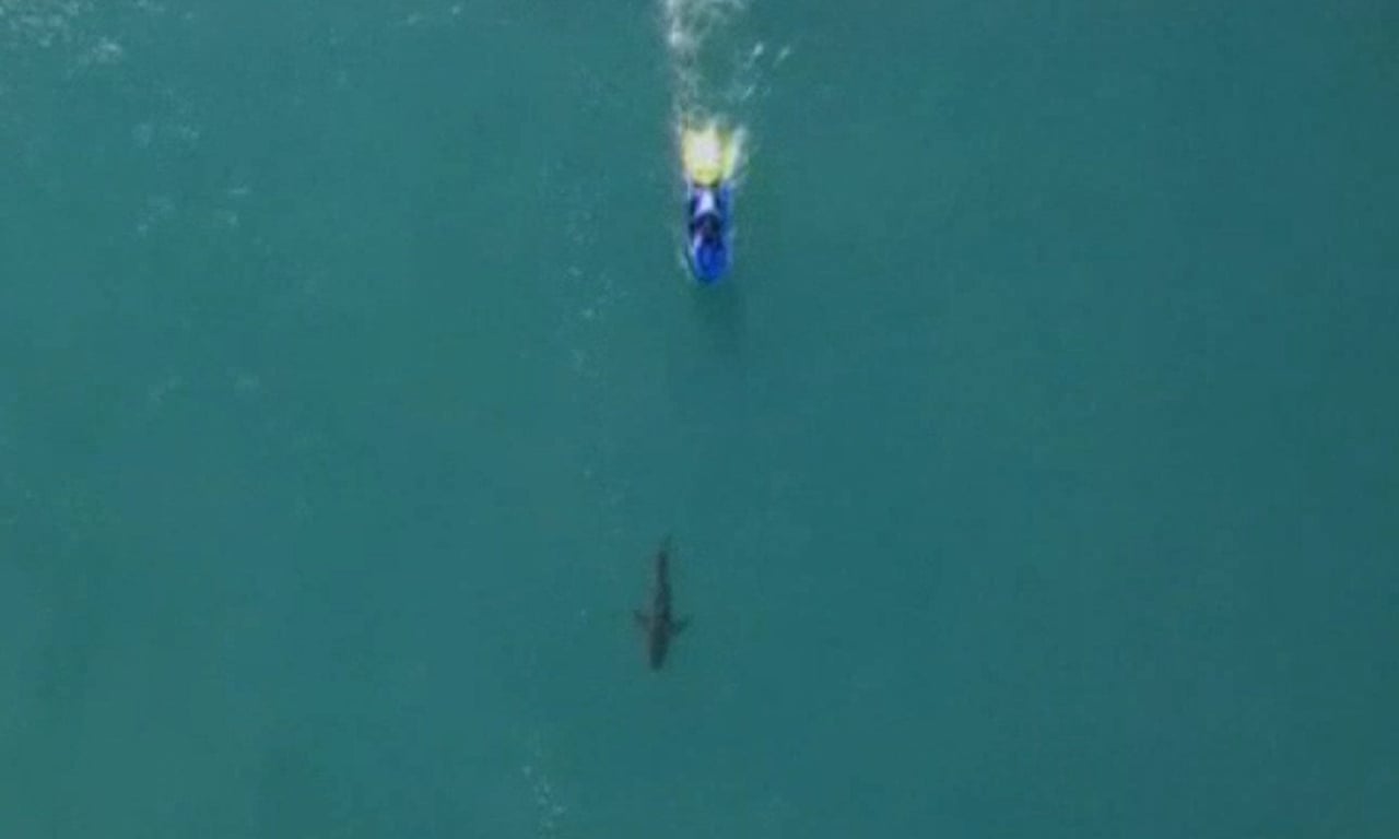 Mick Fanning Pulled Out Of Surf Again After Another Shark Sighting At J Bay Video Global The Guardian Mick Fanning Pulled Out Of Surf Again After Another Shark Sighting At J Bay Video Global The Guardian