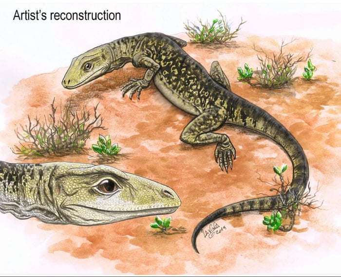 Fossil found in drawer is found to be oldest known modern lizard | Fossils  | The Guardian