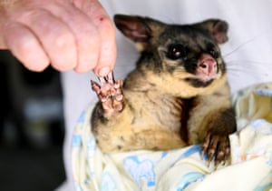A burnt paw of a brushtail possum is pictured as it is nursed by WIRES wildlife rescue volunteers, Merimbula, Australia