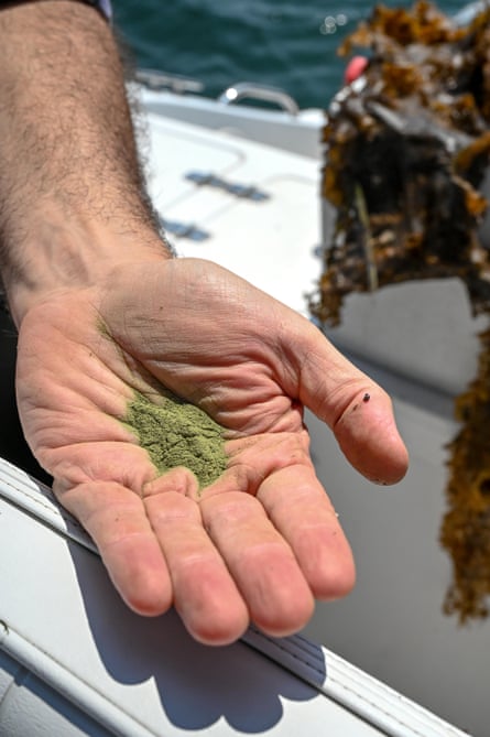 Sean Barrett holds out a sample of RegenSea, finely milled kelp meal fertilizer.