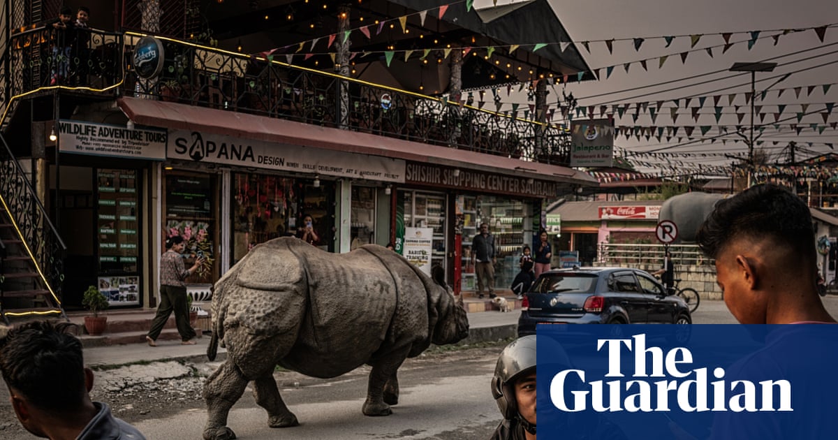 ‘They come right past the house’: learning to live with rhinos as numbers soar in Nepal