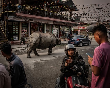 ‘They come right past the house’: learning to live with rhinos as numbers soar in Nepal