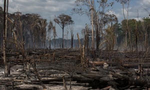 Recently burned forest in Pará state.