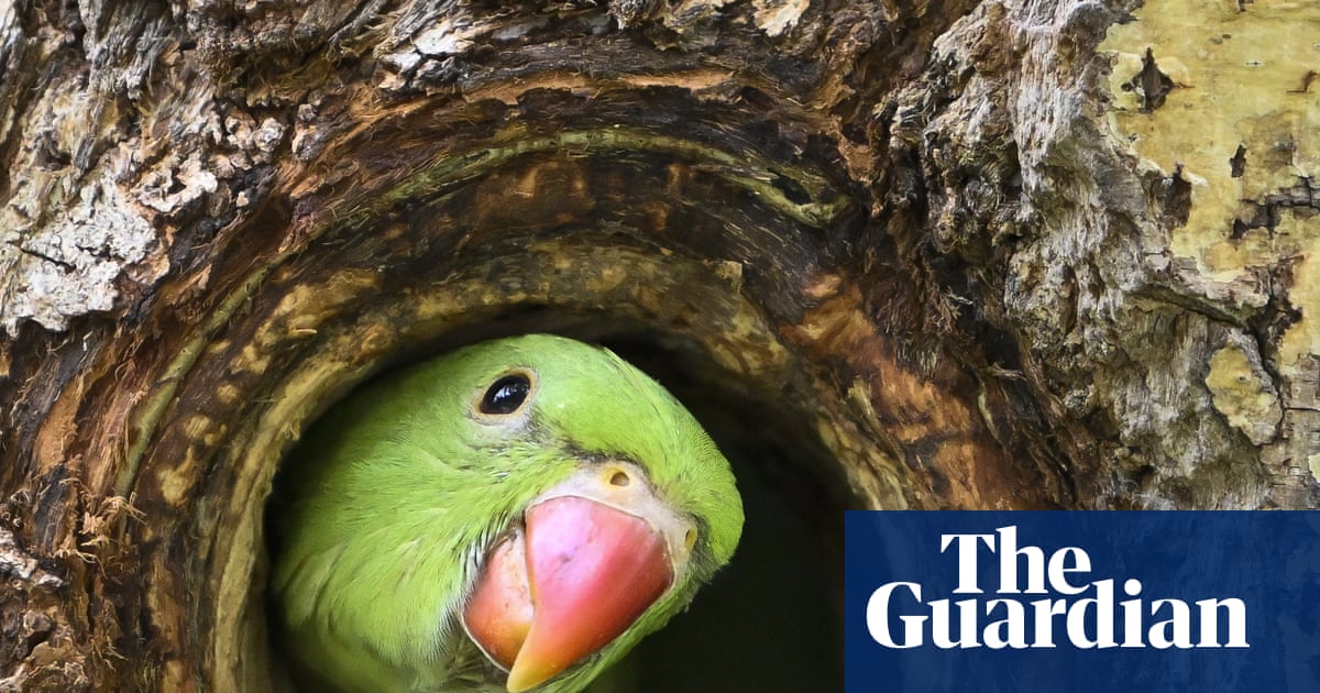 Brazil caught up in craze for whistling-only WhatsApp groups