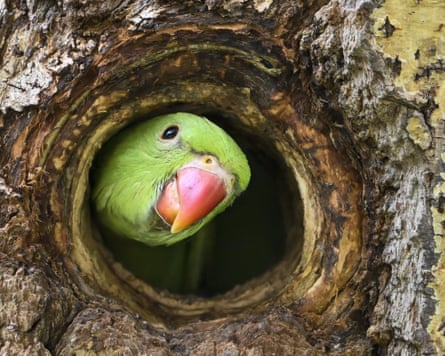A rose-ringed parakeet perches on a tree in Segmenler Park in the capital of Turkiye, Ankara