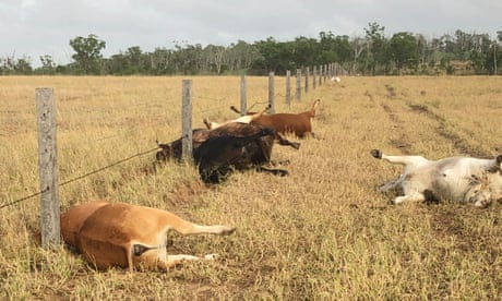 Grazier John Ellrott from Morinish in Central Queensland captured this image which he has suggsted is cows that had struck by lightning on March 8 2022.