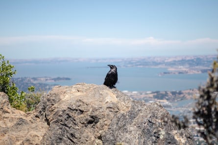 A bird sits on a rock on the mountain