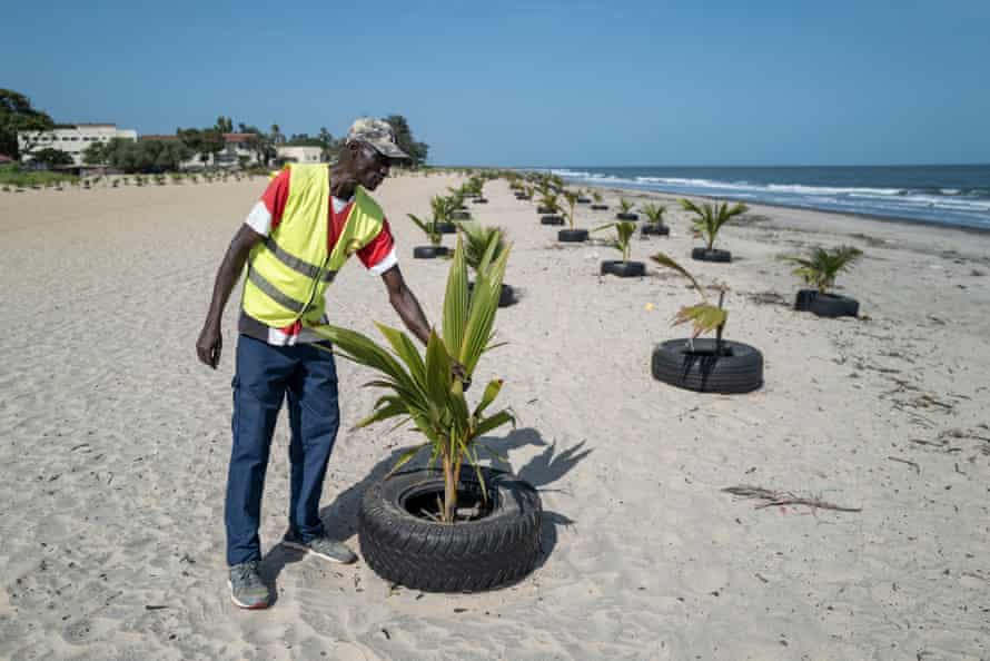 An activist with some of the coconut saplings planted inside a car tyre for protection along Banjul’s beach