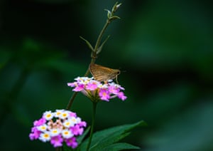 Uma borboleta veloz escura de marca pequena (Pelopidas mathias) extrai néctar da colorida flor silvestre em Tehatta, Bengala Ocidental, Índia. A borboleta pertence à família Hesperiidae e é encontrada em grande parte do sul, sudeste e leste da Ásia, e até nas Filipinas. Também está presente na África tropical e na Arábia. Esta borboleta é considerada uma praga para as culturas de cultivo de arroz, pois as lagartas recém-nascidas são especialmente vorazes em comer mudas jovens