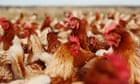 Australia news live: bird flu detected at second Victorian poultry farm; Albanese defends response to ICC arrest warrant request