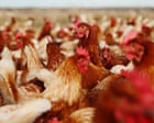 Soy is not the sole component of a poultry diet | Letters