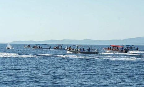 Six tourist boats filled with people follow an orca in the sea