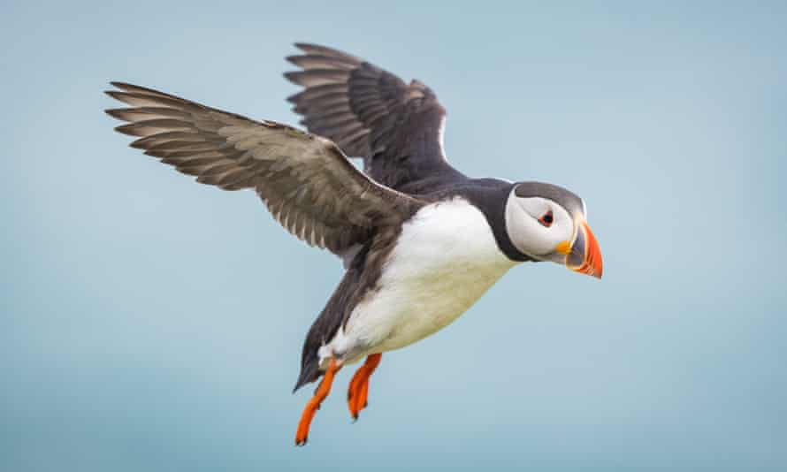 Puffins, Puffin Island