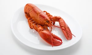 ‘Lobsters have a long childhood, an awkward adolescence and feel pain.’