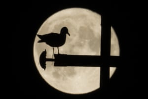 A gull is silhouetted against a supermoon, in Rome