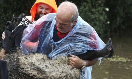 Paul Zammit carries his pet emu, Gookie, after rescuing her from floodwaters.
