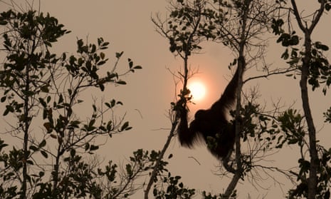 An orangutan seen through a haze caused by forest clearing in Borneo, Indonesia.