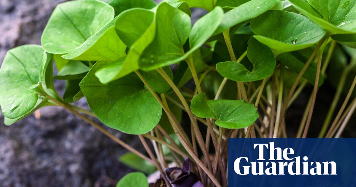 Scientists find mutant' gene behind foul-smelling species of wild ginger