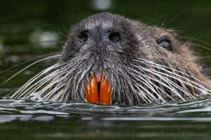 Close-up of the nutria’s nose, whiskers and two long, protruding orange front teeth as it pokes its head out of the water