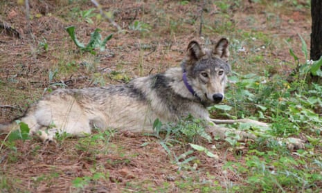 The gray wolf OR-93, near Yosemite, California, shared by the state's Department of Fish and Wildlife. 