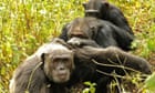 Chimps pare down their social