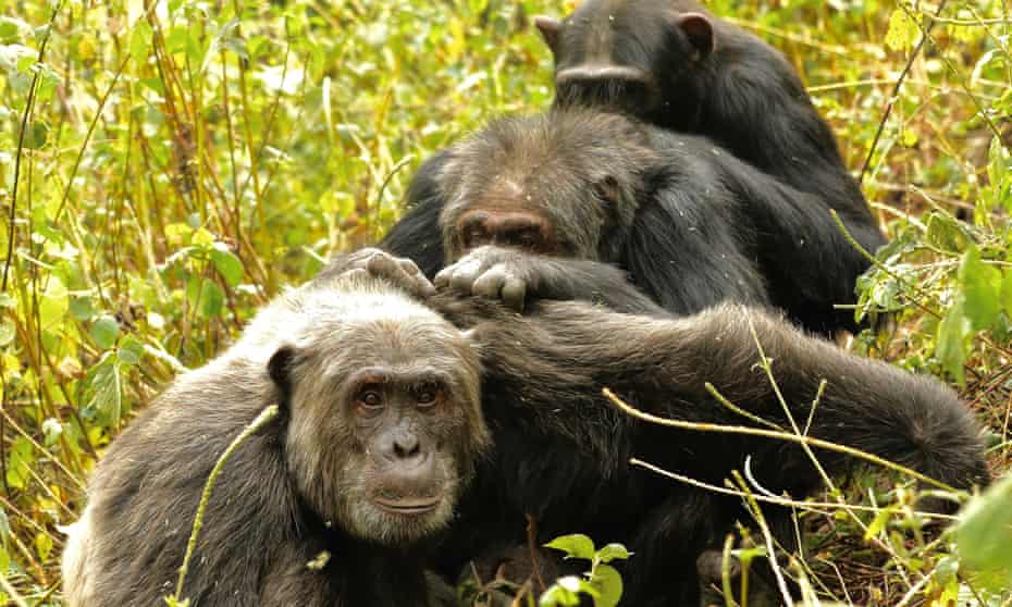 Three male chimpanzees grooming together