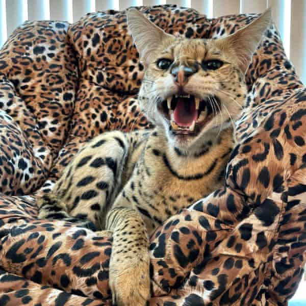 Cheetah Print Kittens cheetah-print-kittens