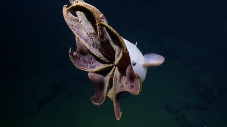 Dumbo octopus captured on deep sea camera – video 