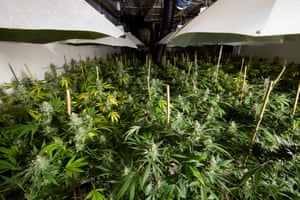 A disused underground nuclear bunker at RGQ Chilmark in Wiltshire, where a cannabis factory was discovered by police.