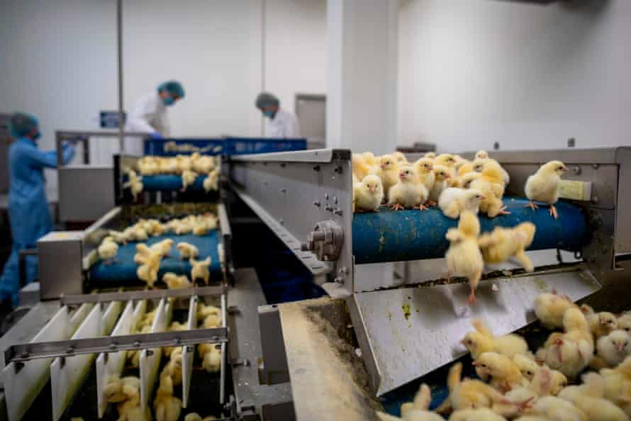 Day-old chicks are prepared for transport at a hatchery in Skarzynek