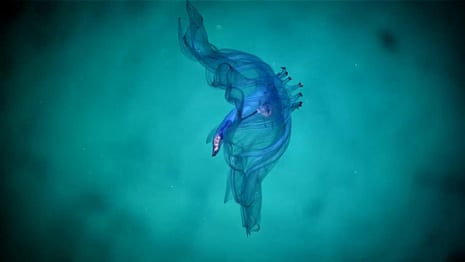 Pelagothuria: species of sea cucumber spotted in deep sea dive – video