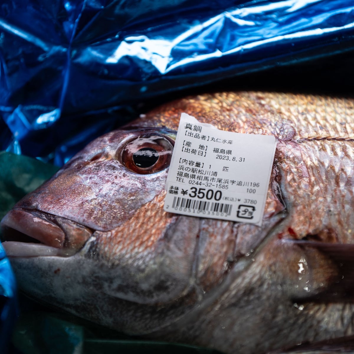 China drastically cuts seafood imports from Japan in wake of Fukushima water release | Japan | The Guardian