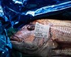 China suspends seafood imports from Japan as Taiwan row escalates