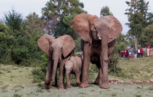 Uma família de elefantes caminha junta no Parque Nacional de Aberdare após sua realocação
