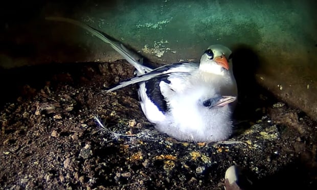 ‘Now is the moment to get hooked, as the eggs start to hatch’: a female white-tailed tropicbird sits with her young chick.