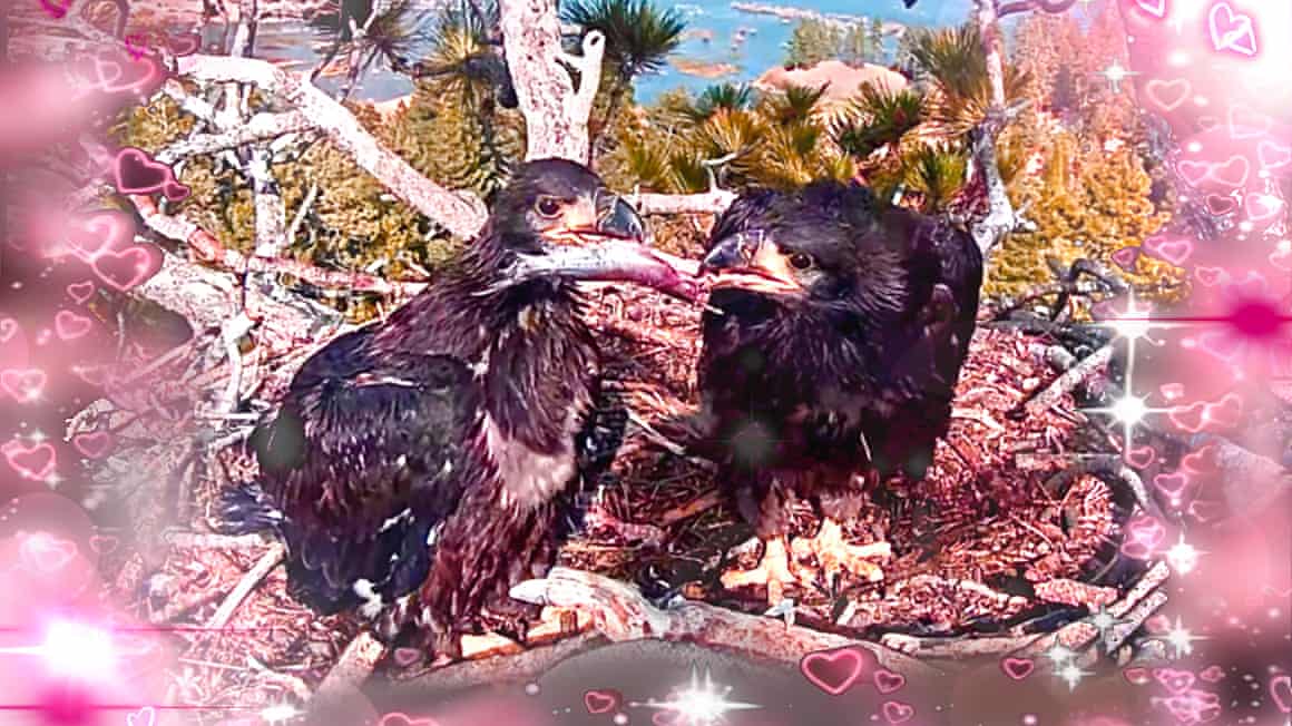 Two young bald eagles in an image with a pink hearts filter superimposed around the edges