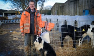 Farmer with cattle and shepherd dog