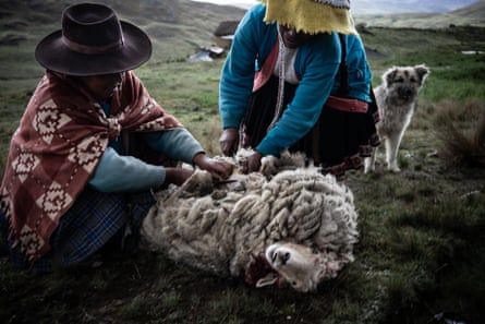 In a hamlet above the Sacred Valley of the Urubamba River, two women gather wool from their dead sheep