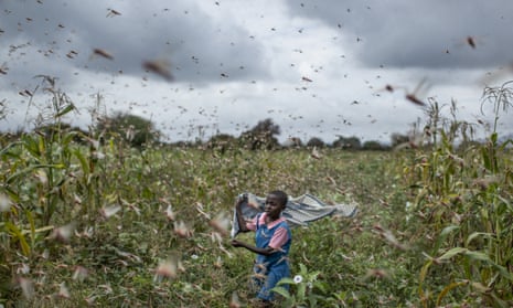 465px x 279px - Rolling emergency' of locust swarms decimating Africa, Asia and Middle East  | Food security | The Guardian
