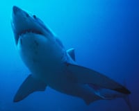 A great white shark